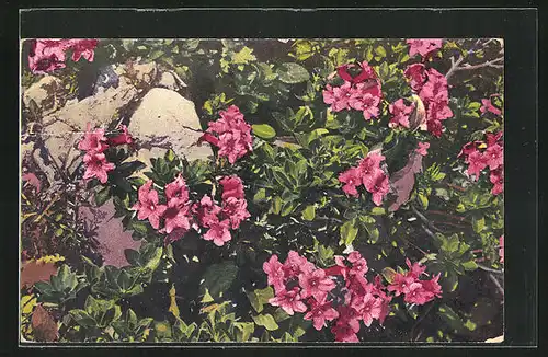 Künstler-AK Photochromie Nr. 1187: Rhododendron hirsutum