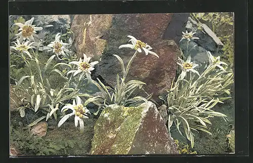 Künstler-AK Photochromie Nr. 1224: Leontopodium alpinum