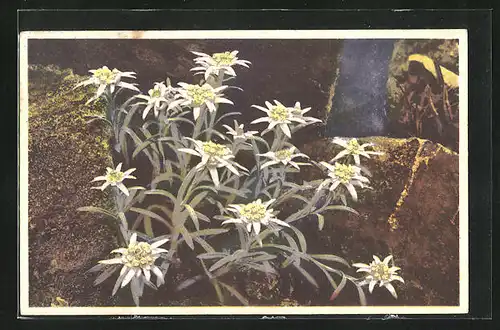 Künstler-AK Photochromie Nr. 1222: Leontopodium alpinum, Edelweiss