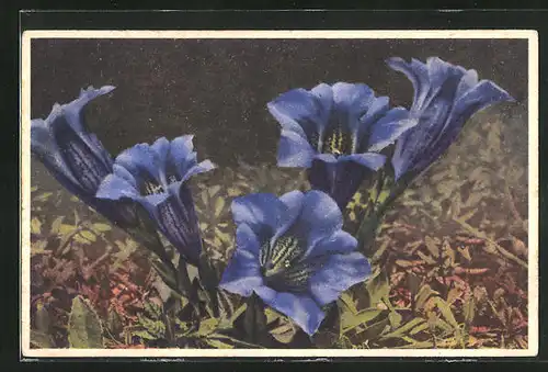 Künstler-AK Photochromie Nr. 1563: Gentiana Clusii