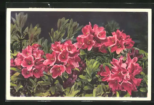 Künstler-AK Photochromie Nr. 1555: Rhododendron ferrugineum