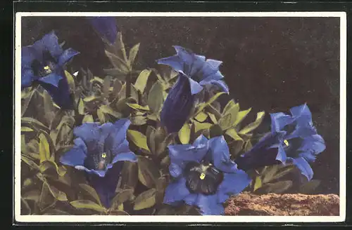 Künstler-AK Photochromie Nr. 1599: Enzian, Gentiana acaulis