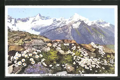 Künstler-AK Photochromie Nr. 1505: Zermatt, Alpen-Wucherblume am Riffelberg