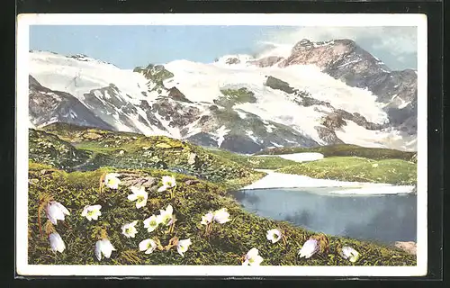 Künstler-AK Photochromie Nr. 1482: Frühlingskuhschelle, Pelzanemone, Engadin