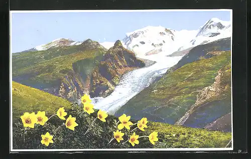 Künstler-AK Photochromie Nr. 1472: Zermatt, gelbe Alpen-Anemone