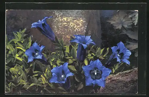 Künstler-AK Photochromie Nr. 948: Gentiana acaulis