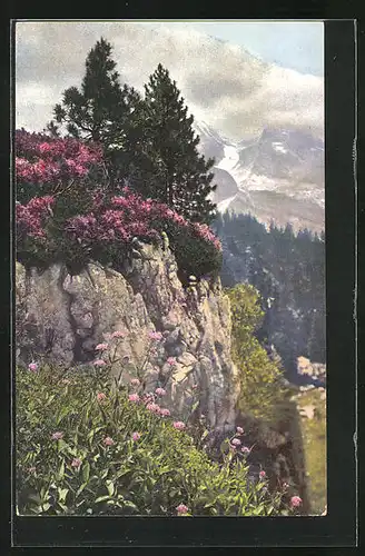 Künstler-AK Photochromie Nr. 1332: Valeriana montana