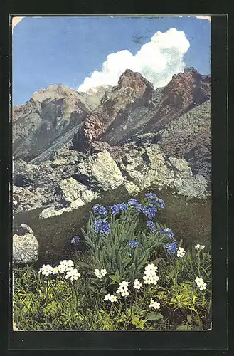 Künstler-AK Photochromie Nr. 947: Myosotis alpestris, Androsace Chamaejasme