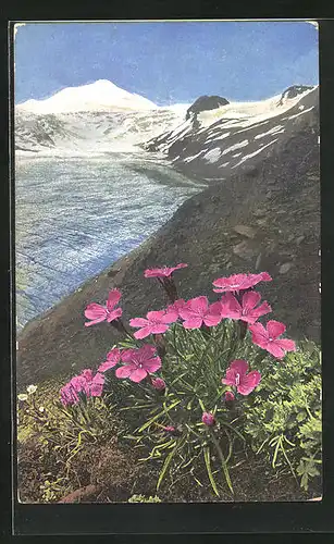 Künstler-AK Photochromie Nr. 945: Dianthus glacialis
