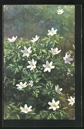 Künstler-AK Photochromie Nr. 986: Anemone nemorosa