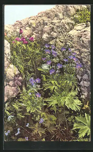 Künstler-AK Photochromie Nr. 931: Geranium sylvaticum, Pedicularis verticillata, Myosotis alpestris