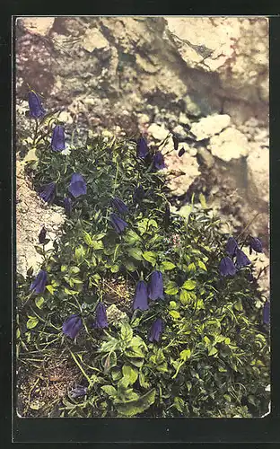 Künstler-AK Photochromie Nr. 927: Campanula pulla