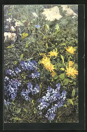 Künstler-AK Photochromie Nr. 925: Bellidiastrum Michelii, Polygala amara, Anthyllis alpestris