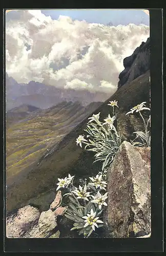 Künstler-AK Photochromie Nr. 920: Leontopodium alpinum