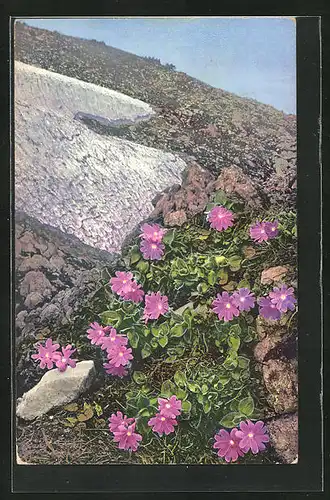 Künstler-AK Photochromie Nr. 935: Primula Clusiana