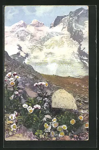 Künstler-AK Photochromie Nr. 1342: Ranunculus glacialis