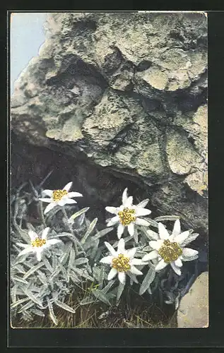 Künstler-AK Photochromie Nr. 1334: Leontopodium alpinum
