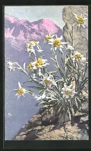 Künstler-AK Photochromie Nr. 1220: Leontopodium alpinum