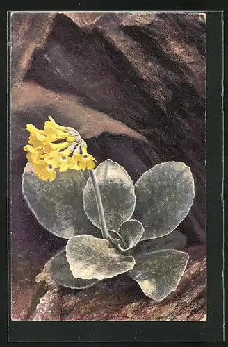 Künstler-AK Photochromie Nr. 1203: Primula auricula