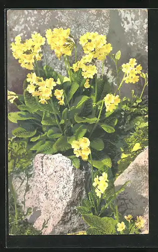 Künstler-AK Photochromie Nr. 390: Gelbe Blüten mit Stein