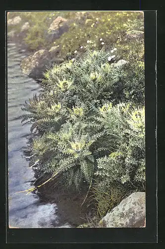 Künstler-AK Photochromie Nr. 503: Cirisum spinosissimum