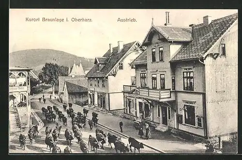 AK Braunlage / Oberharz, Austrieb der Viehzucht