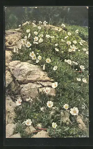 Künstler-AK Photochromie Nr. 954: Dryas octopetala