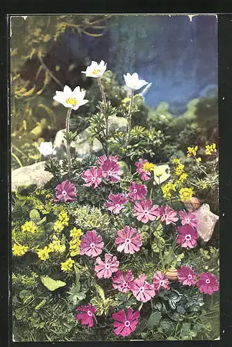 Künstler-AK Photochromie Nr. 916: Anemone baldensis, Primula minima, Draba aizoides