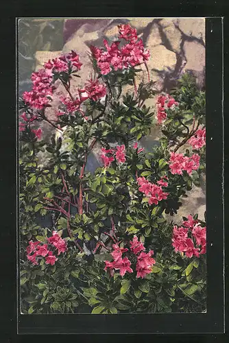 Künstler-AK Photochromie Nr. 1199: Rhododendron hirsutum