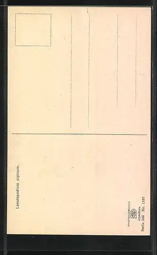 Künstler-AK Photochromie Nr. 1197: Leontopodium alpinum