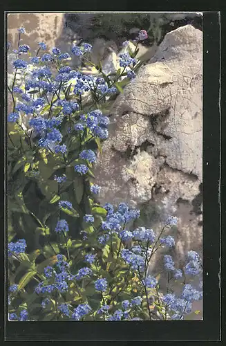 Künstler-AK Photochromie Nr. 1193: Myosotis alpestris