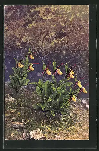 Künstler-AK Photochromie Nr. 1192: Cypripedium calceolus