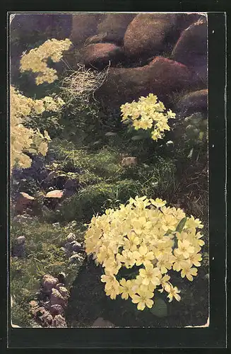 Künstler-AK Photochromie Nr. 1190: Primula acaulis