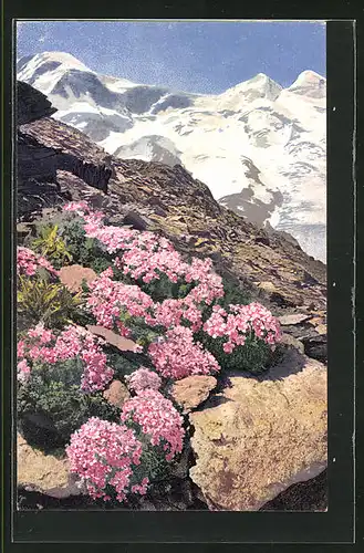 Künstler-AK Photochromie Nr. 1219: Androsace glacialis