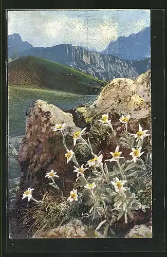 Künstler-AK Photochromie Nr. 1232: Leontopodium alpinum