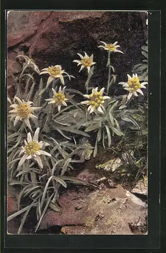 Künstler-AK Photochromie Nr. 1230: Leontopodium alpinum