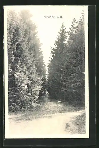 AK Niendorf, Weg durch den Wald