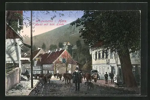 AK Wildemann i. Harz, Markt mit Hôtel, historischer Linde & Rinderherde