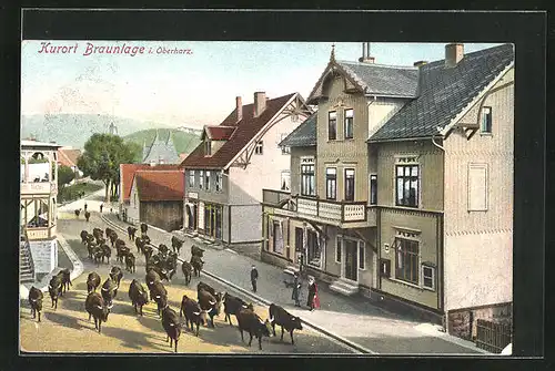 AK Braunlage i. Oberharz, Strassenpartie mit Hotel und Rinderherde