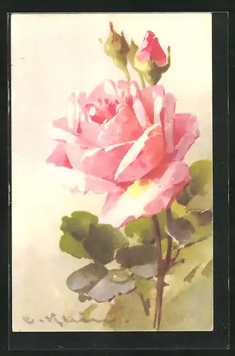 Künstler-AK Catharina Klein: rosa farbene Rose in voller Prachtblüte