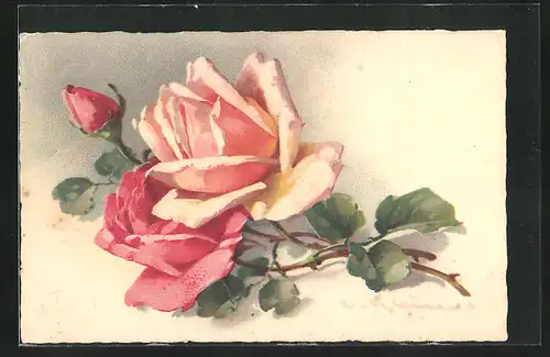 Künstler-AK Catharina Klein: rosa farbene Rosen in voller Prachtblüte mit Knospe und Blattgrün