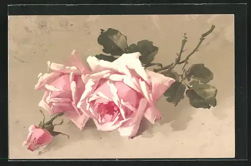 Künstler-AK Catharina Klein: Rosafarbene Rosen mit Blättern