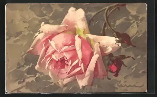 Künstler-AK Catharina Klein: Rosafarbene Rose mit Knospen
