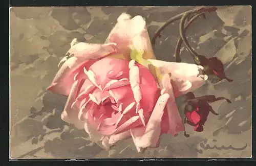 Künstler-AK Catharina Klein: Rosafarbene Rose mit Knospen