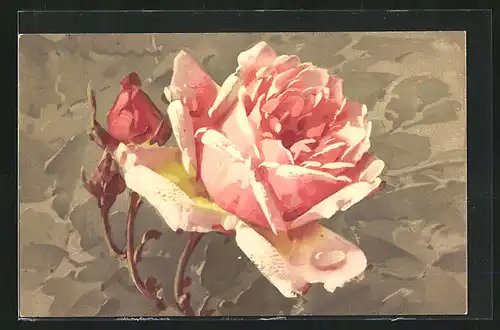 Künstler-AK Catharina Klein: Rosafarbene Rose mit Knospen