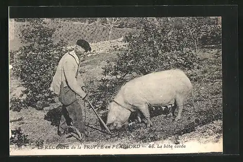 AK La Récolte de la Truffe en Périgord, La bête cavée, Mann mit Trüffelschwein