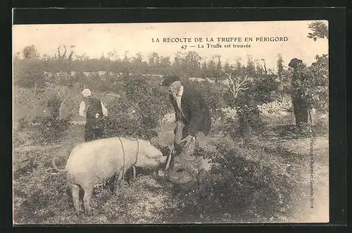 AK La Récolte de la Truffe en Périgord, La Truffe est trouvée, Alter Mann mit Trüffelschwein