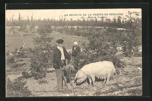 AK La Récolte de la Truffe en Périgord, Dasns la Truffière, Bauernpaar mit Trüffelschwein