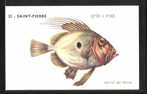 AK Institut des Pêches, Saint-Pierre, Fisch