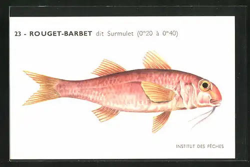 AK Institut des Pêches, Rouget-Barbet dit Surmulet, Fisch